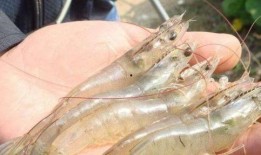 养殖对虾爆料方法视频讲解,视频讲解揭秘高效养殖技巧